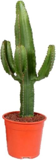 Produktbild Fresca-Plant Euphorbia Trigona (20 cm)