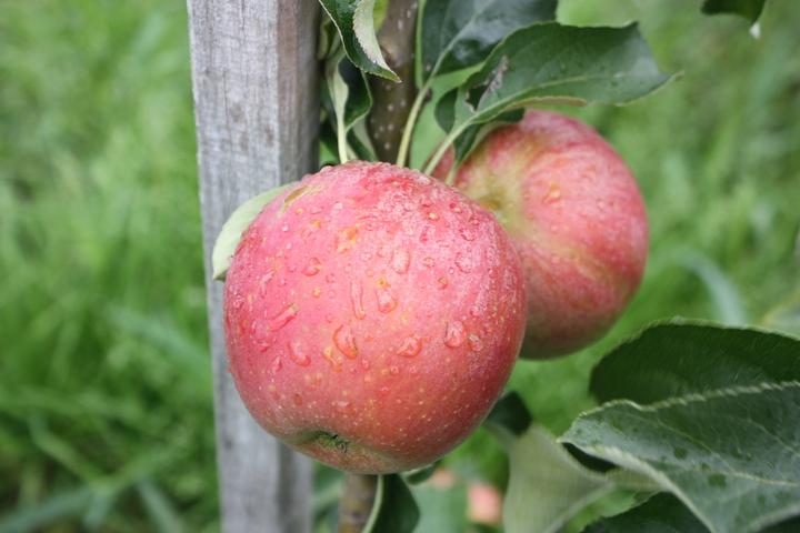 Immagine prodotto Lubera Malini Subito mela granchio