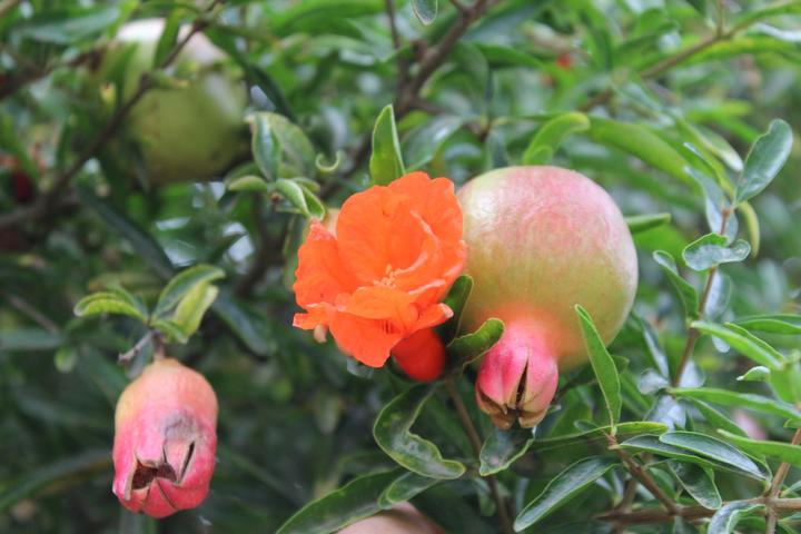 Produktbild Lubera Granatapfel Favorite