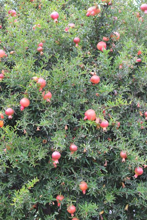 Produktbild Lubera Granatapfel Favorite