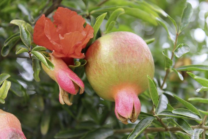 Produktbild Lubera Granatapfel Favorite