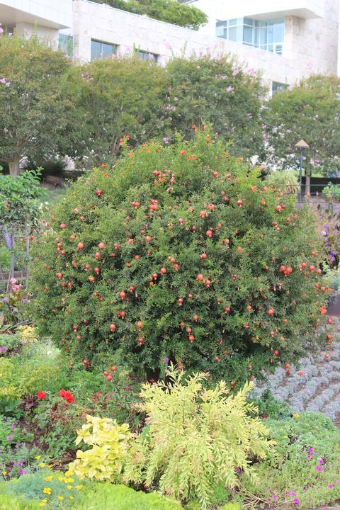 Produktbild Lubera Granatapfel Favorite