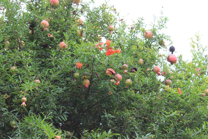 Produktbild Lubera Granatapfel Favorite