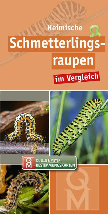 Produktbild Heimische Schmetterlingsraupen (Deutsch, Quelle & Meyer Verlag, 2020)