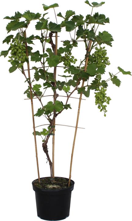 Produktbild Zulauf Vitis 'Arkadia' / Hybridrebe 'Arkadia' (70 cm)