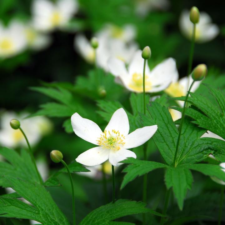 Produktbild Plant in a Box Helleborus niger Mont Blanc - 6er Set Christrosen (20 cm)