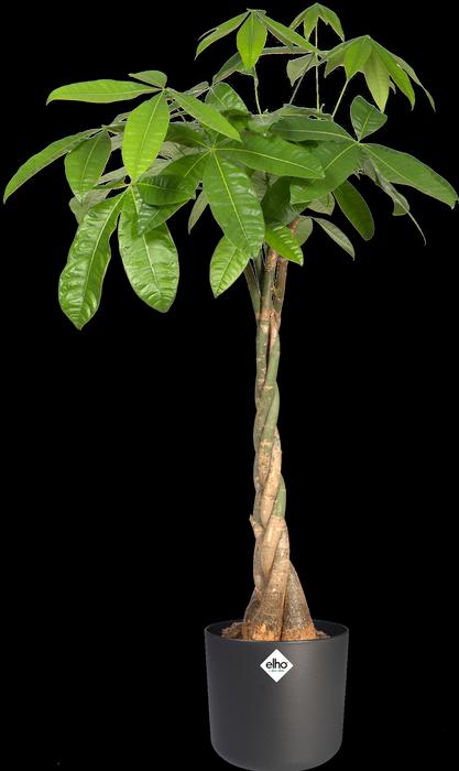 Produktbild Elho b.for soft (18.30 cm)