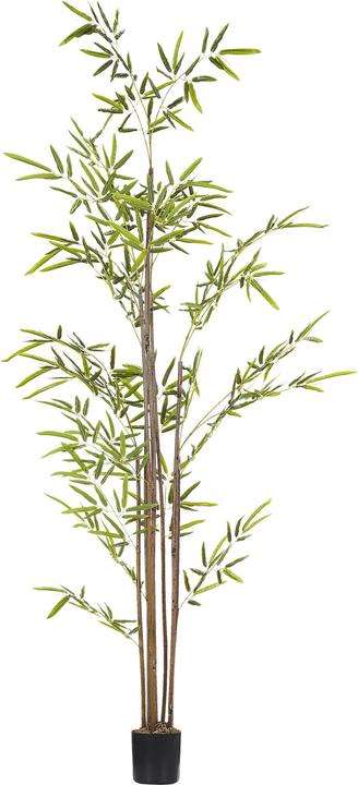 Produktbild Beliani Bambusa Vulgaris (160 cm)
