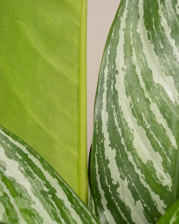Image du produit feey Aglaonema Stripes (70 cm, Fraîchement rempotés)