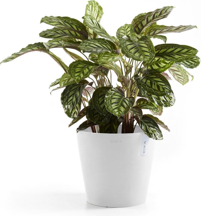 Produktbild Ecopots Amsterdam (26.30 cm)