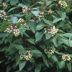 Produktbild Lubera Hartriegel, Bluthartriegel