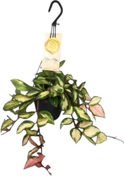 Produktbild Plantlovers Hoya carnosa tricolor (Wachsblume) (30 cm)