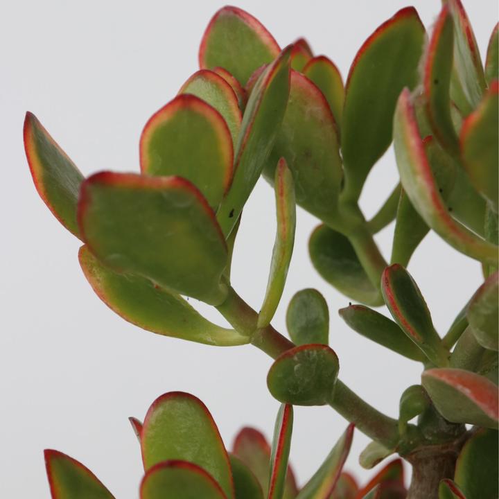 Actual product image Plant in a Box Crassula ovata Sunset - Jade plant (55 cm)