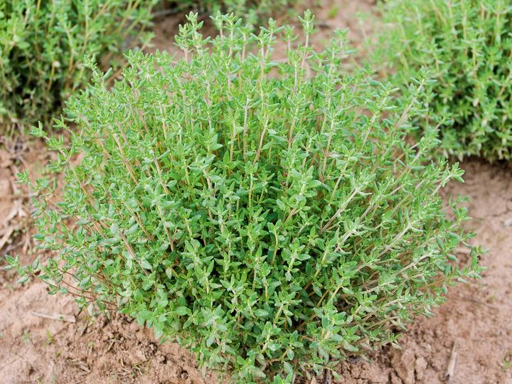Image du produit Living Seeds Thymian (Germes)