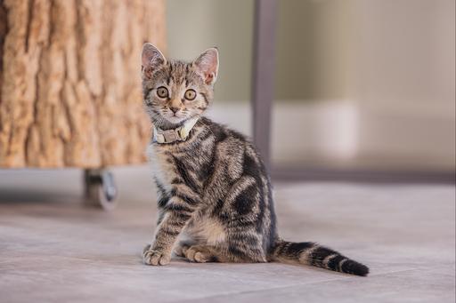 Produktbild Beeztees Blixa (Katze, Spazieren)