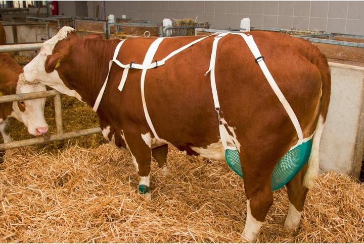 Actual product image Kerbl Teat protector green net, M with neck strap