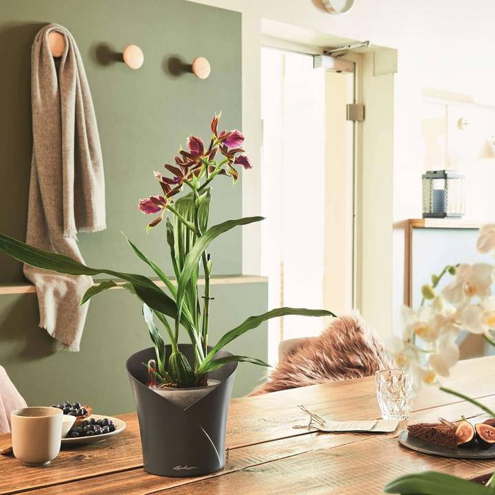 Actual product image Lechuza Orchidea (17.90 cm)