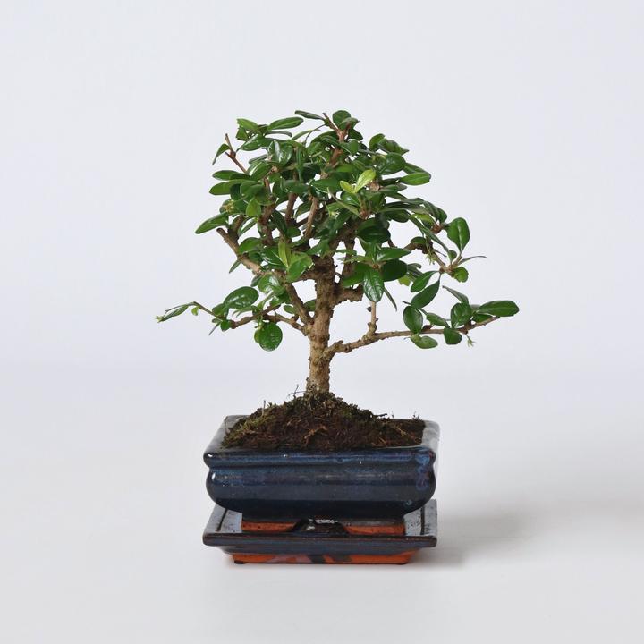 Produktbild Plant in a Box Carmona microphylla - Bonsaibaume (25 cm)