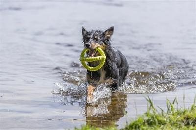 Produktbild Trixie Aqua Toy Greifer (Apportieren)