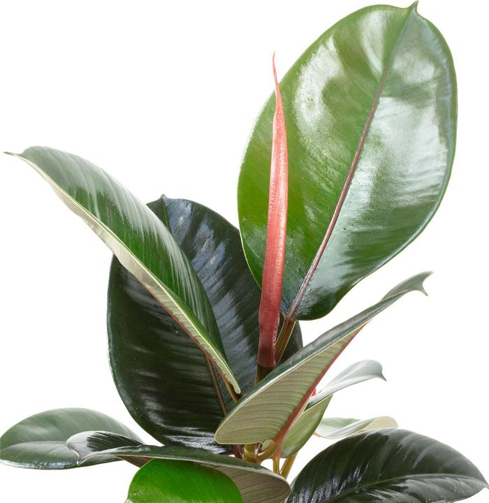 Immagine prodotto Flowerbox Gummibaum - Ficus elastica "Robusta"