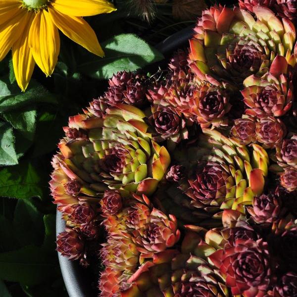 Produktbild Säntispracht Der robuster Hauswurz - Sempervivum (10 cm)