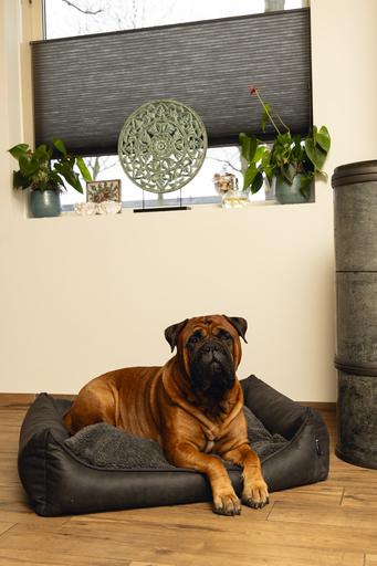 Produktbild Beeztees Memory Foam Hundebett Uma in Anthrazit (Hund)