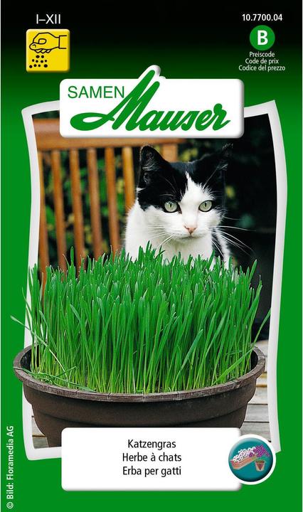 Samen Mauser Katzengras (Kräutersamen)