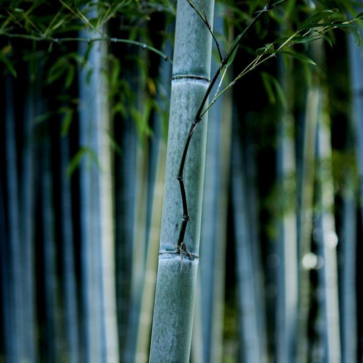 Produktbild Plant in a Box Fargesia papyrifera 'Blue Dragon' - 2er-Set Bambus (30 cm)