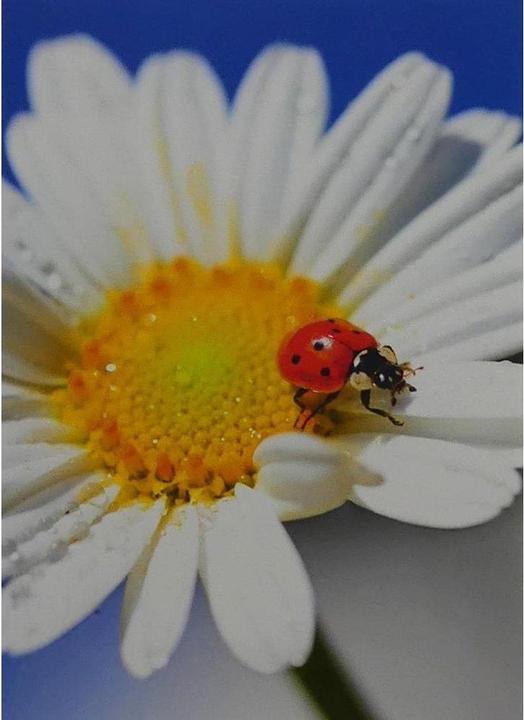 Produktbild ABC Motivkarte Blumen A6, 6 Stück (6 Stk.)