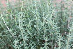 Actual product image Lubera Dwarf thyme (Thymus vulgaris)