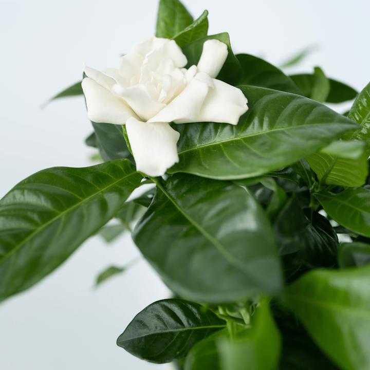 Produktbild Plant in a Box Gardenia Jasminoides - Gartenien (30 cm)