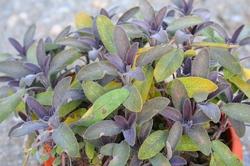 Lubera Sauge pourpre (Salvia officinalis)