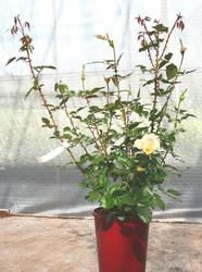 Lubera Grand Nord® (en grand conteneur)