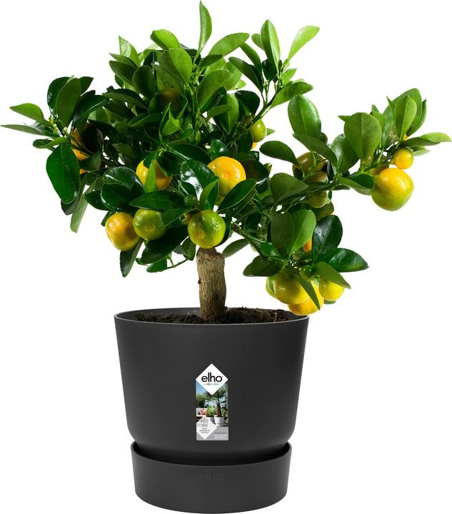 Produktbild Elho Greenville (24.48 cm)