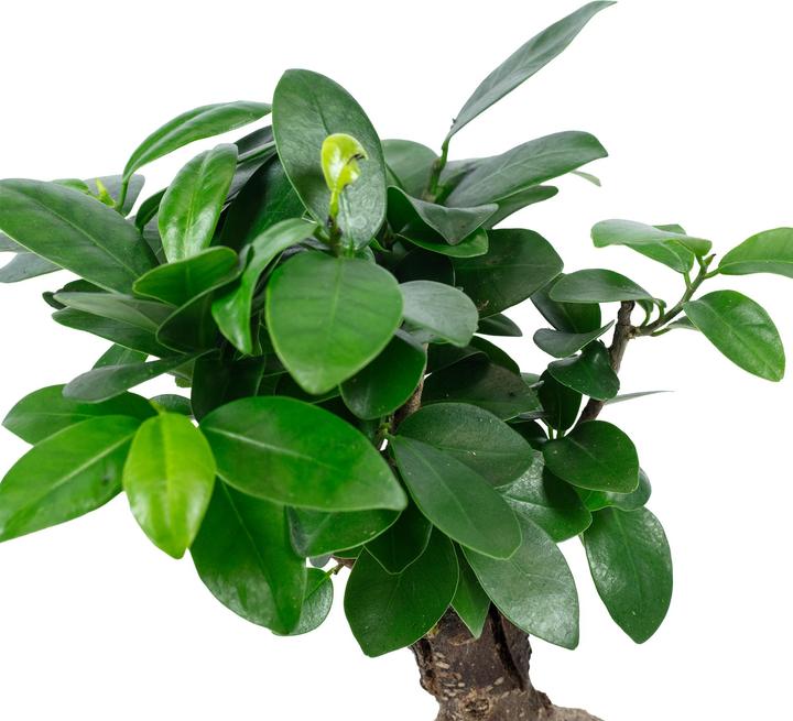 Produktbild Flowerbox Chinesische Feige - Ficus Ginseng (25 cm)