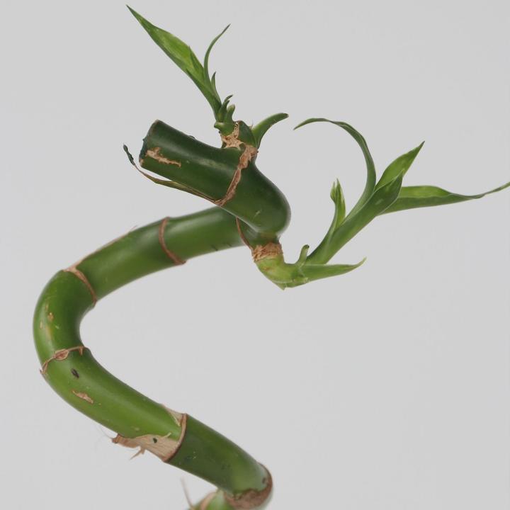 Immagine prodotto Plant in a Box Dracaena sanderiana - Set di 12 Lucky Bamboo (40 cm)