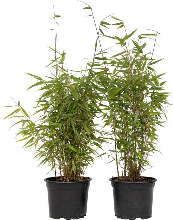 Produktbild Plant in a Box Fargesia nitida 'Red Dragon' - 2er Set Roter Drachenbambus (60 cm)