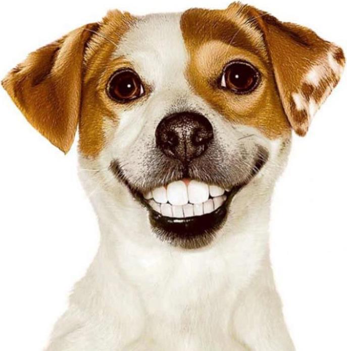Actual product image Pedigree DENTASTIX™ Daily Oral Care medium sized dogs (Adult, 4 pcs., 3387 g)