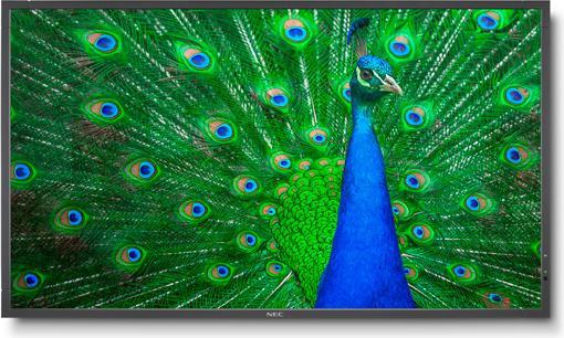 NEC C651Q (3840 x 2160 Pixel, 65")