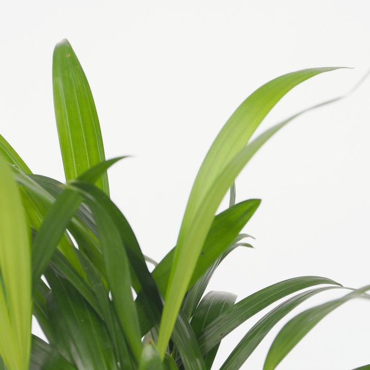 Produktbild Plant in a Box Areca, Chamaedorea - 2er Mischung (40 cm)