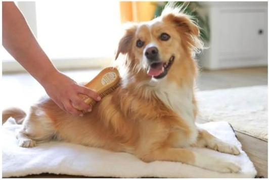 Produktbild Kerbl MagicBrush DOG soft sandstorm (Hund)