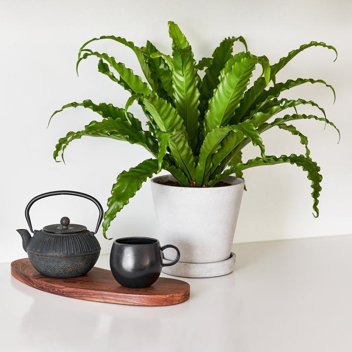 Actual product image Mary and Plants Bird's Nest Fern (55 cm)