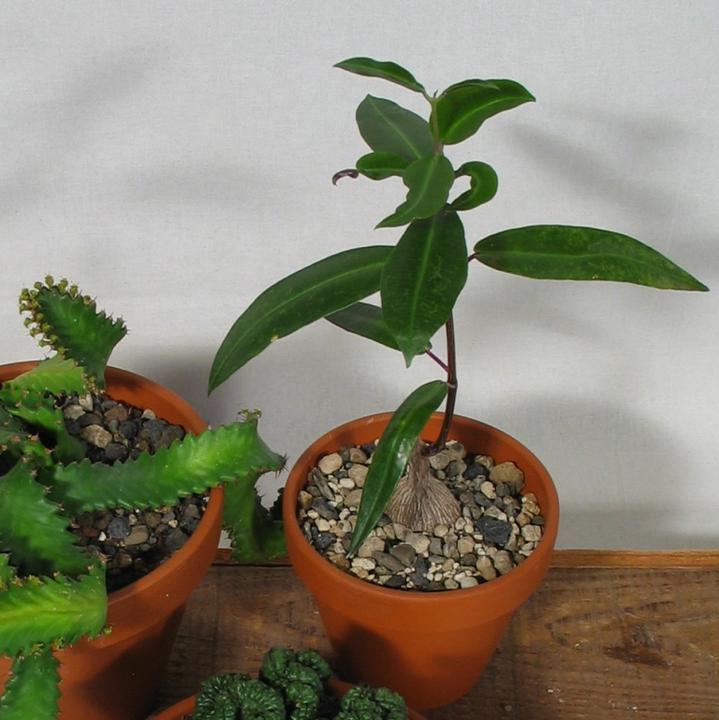 Actual product image Kakteen Gautschi Succulent rarities (20 cm)