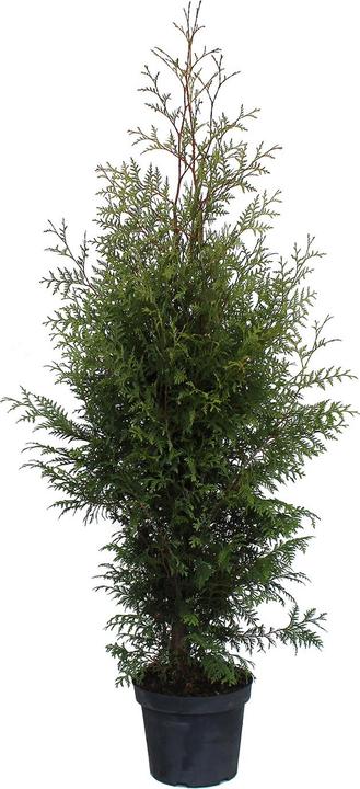 Produktbild Zulauf Thuja / Thuja occ. 'Brabant' (125 cm)