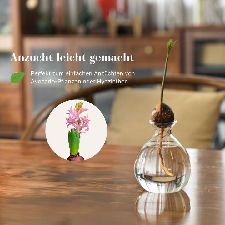 Produktbild Hermex Avocadobaum-Glas (10 cm)