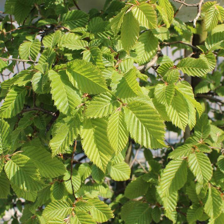 Produktbild Zulauf Hainbuche / Carpinus betulus (80 cm)