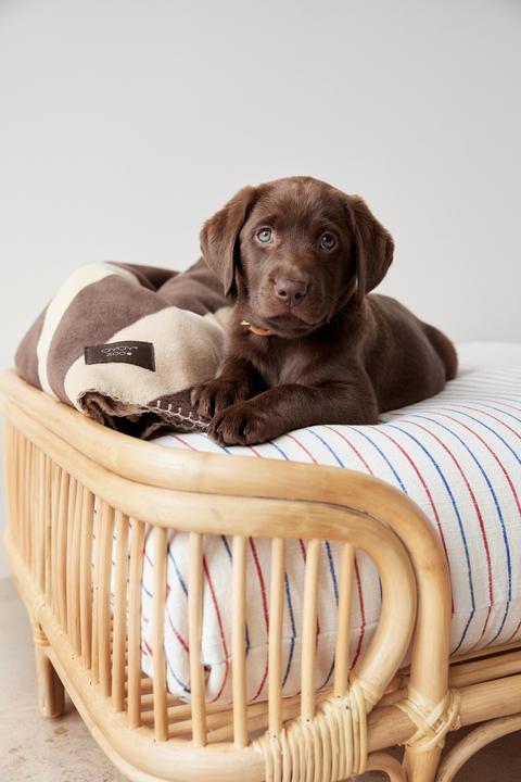 Image du produit Oyoy Lit pour chien Otto (Chien)