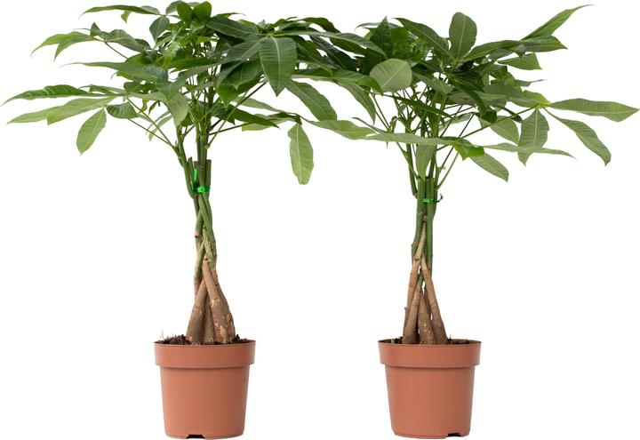 Actual product image Plant in a Box Pachira Aquatica - Set of 2 Money Tree (50 cm)