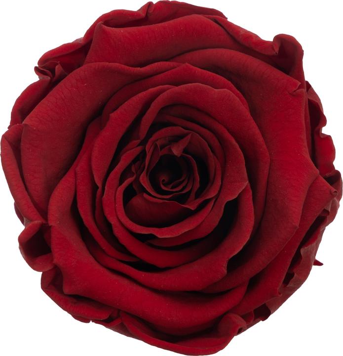 Image du produit Migros Ostschweiz Roses Premium (roses stabilisées) en cube (Fleurs à l'infini)