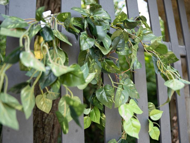 Productafbeelding Europalms Pothos Struik Klassiek (60 cm)